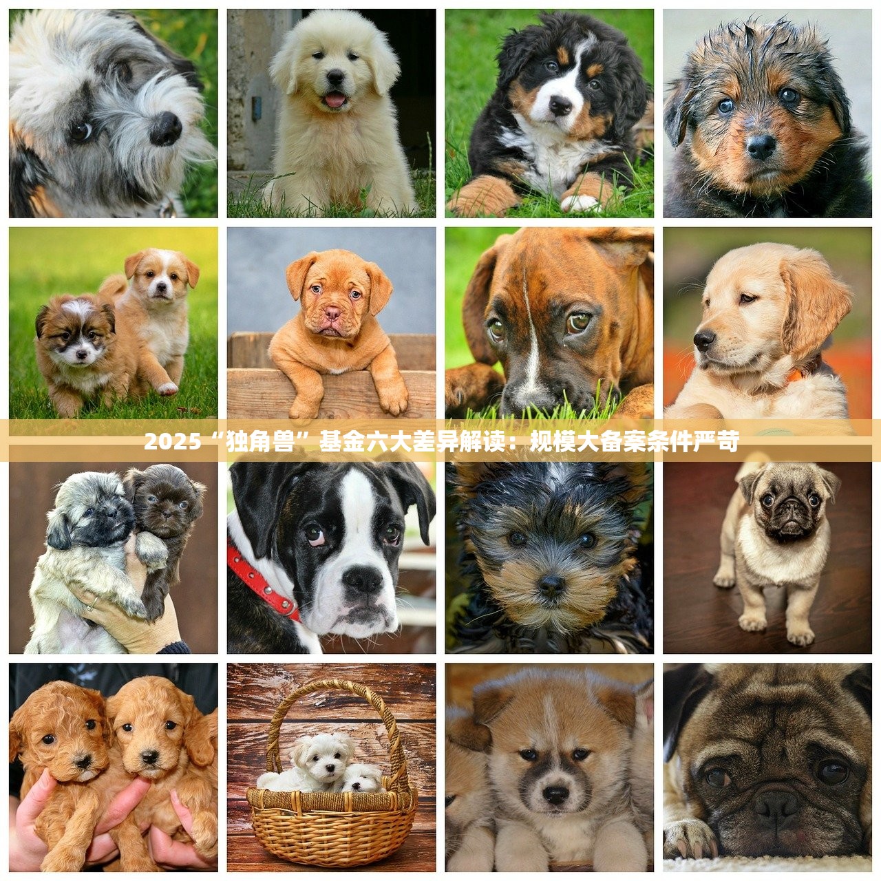 2025“独角兽”基金六大差异解读：规模大备案条件严苛