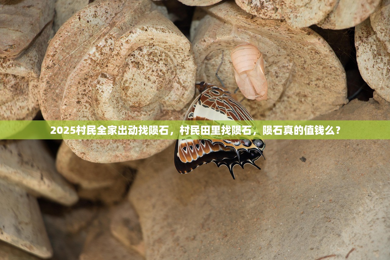 2025连环设套诱人上钩，11人“套路贷”涉黑案二审宣判