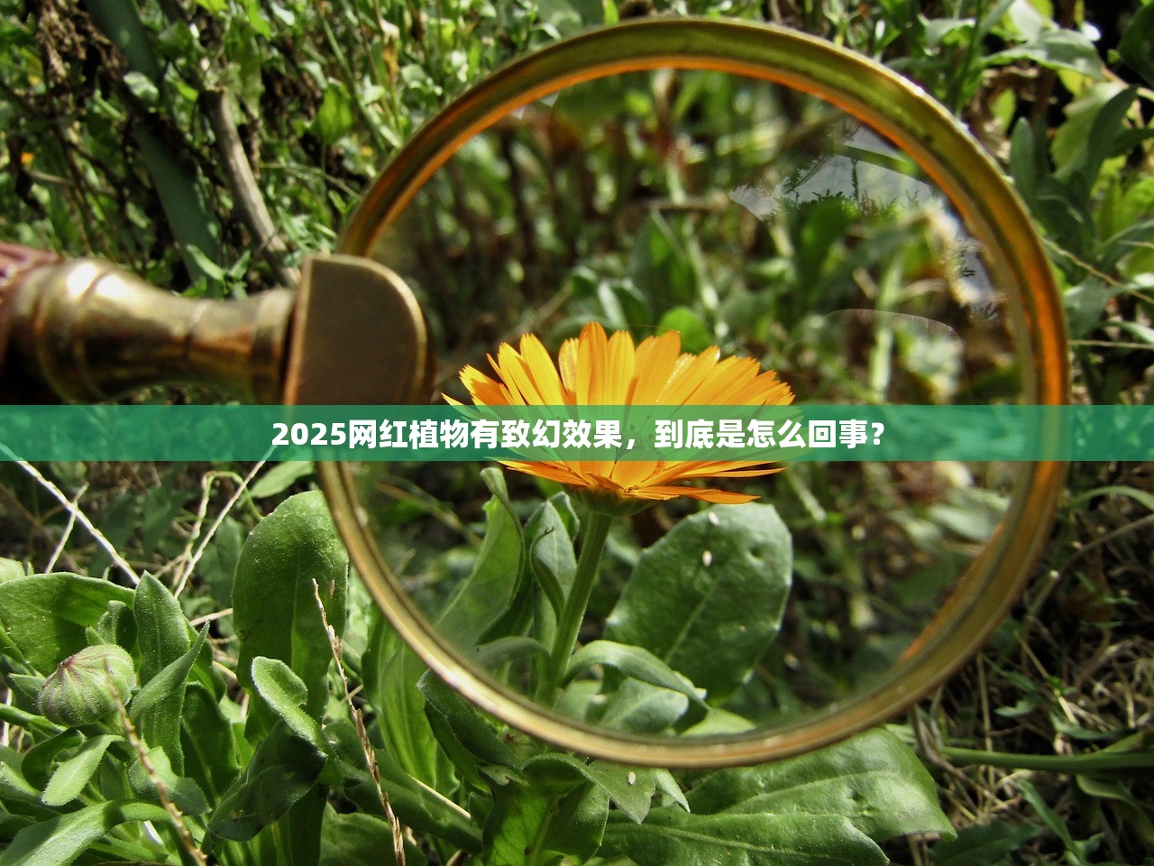 2025网红植物有致幻效果，到底是怎么回事？